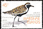 Pacific Golden Plover Pluvialis fulva