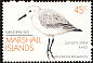Sanderling Calidris alba  1989 Birds 