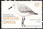 Sanderling Calidris alba