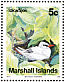 Red-tailed Tropicbird Phaethon rubricauda