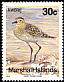 Pacific Golden Plover Pluvialis fulva  1990 Birds 