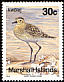 Pacific Golden Plover Pluvialis fulva