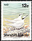 Black-naped Tern Sterna sumatrana  1991 Birds 