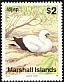 Masked Booby Sula dactylatra  1991 Birds 