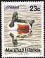 Northern Shoveler Spatula clypeata  1992 Birds 