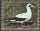 Masked Booby Sula dactylatra  1996 Birds 