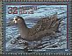 Black-footed Albatross Phoebastria nigripes  1996 Birds 