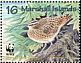 Bristle-thighed Curlew Numenius tahitiensis