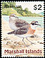 Siberian Sand Plover Anarhynchus mongolus  1999 Birds of the Marshall Islands 