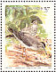 Grey-tailed Tattler Tringa brevipes