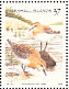 Red-necked Stint Calidris ruficollis