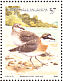 Siberian Sand Plover Anarhynchus mongolus  2002 Tropical island birds Sheet