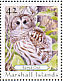 Barred Owl Strix varia