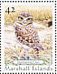 Burrowing Owl Athene cunicularia  2008 Owls 