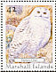 Snowy Owl Bubo scandiacus