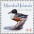 Northern Shoveler  Spatula clypeata