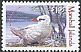 Red-tailed Tropicbird Phaethon rubricauda  2012 Waterbirds 