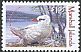 Red-tailed Tropicbird Phaethon rubricauda