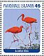 Scarlet Ibis Eudocimus ruber