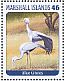 Blue Crane Grus paradisea