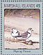 Piping Plover Charadrius melodus  2017 Birds Sheet