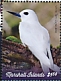 White Tern Gygis alba