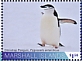 Chinstrap Penguin Pygoscelis antarcticus