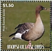 Pink-footed Goose Anser brachyrhynchus  2020 Geese Sheet