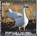 Snow Goose Anser caerulescens  2020 Geese Sheet