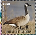 Canada Goose Branta canadensis