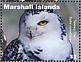 Snowy Owl Bubo scandiacus  2021 Owls Sheet