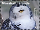 Snowy Owl Bubo scandiacus