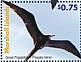 Great Frigatebird Fregata minor