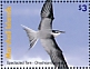 Spectacled Tern Onychoprion lunatus