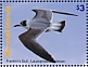 Franklin's Gull Leucophaeus pipixcan  2021 Birds of the Marshall Islands Sheet