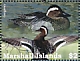Garganey Spatula querquedula  2022 Ducks of the Marshall Islands Sheet