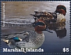 Green-winged Teal Anas carolinensis  2022 Ducks of the Marshall Islands  MS