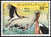 Marabou Stork Leptoptilos crumenifer  1976 Mauritanian birds 
