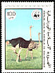 Common Ostrich Struthio camelus