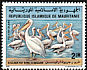 Great White Pelican Pelecanus onocrotalus  1981 Birds of the Arguin 