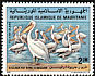 Great White Pelican Pelecanus onocrotalus