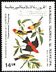 Scarlet Tanager Piranga olivacea  1985 Audubon 