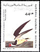 Black Skimmer Rynchops niger  1985 Audubon 