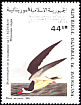 Black Skimmer Rynchops niger