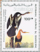 Anhinga Anhinga anhinga  1985 Audubon  MS
