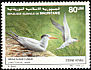 Royal Tern Thalasseus maximus