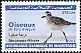 Grey Plover Pluvialis squatarola