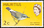 Mauritius Grey White-eye Zosterops mauritianus