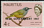 Mauritius Olive White-eye Zosterops chloronothos