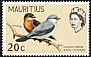 Mauritius Cuckooshrike Lalage typica  1968 New colours 